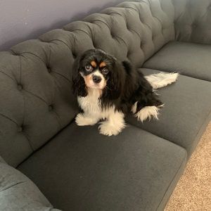 Meet your Posher, Danielle